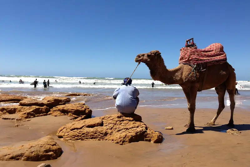 A saddled camel standing by a man on the rocks of Taghazout beach